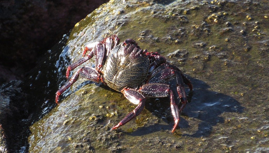 Cangrejo moro en las rocas de Puerto de las Nieves