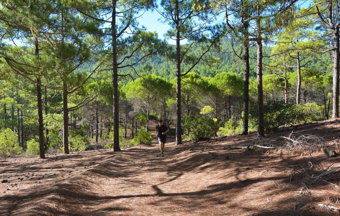 Ruta circular por el pinar de Tamadaba, Agaete